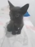 Gatos