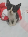 Gatos