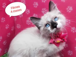Gato raça SRD-ViraLata idade 2 a 6 meses nome Bel