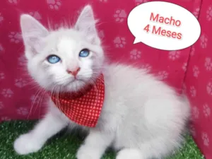 Gato raça SRD-ViraLata idade 2 a 6 meses nome Tim