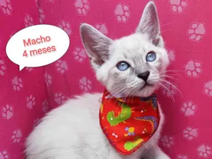 Gato raça SRD-ViraLata idade 2 a 6 meses nome Bruno