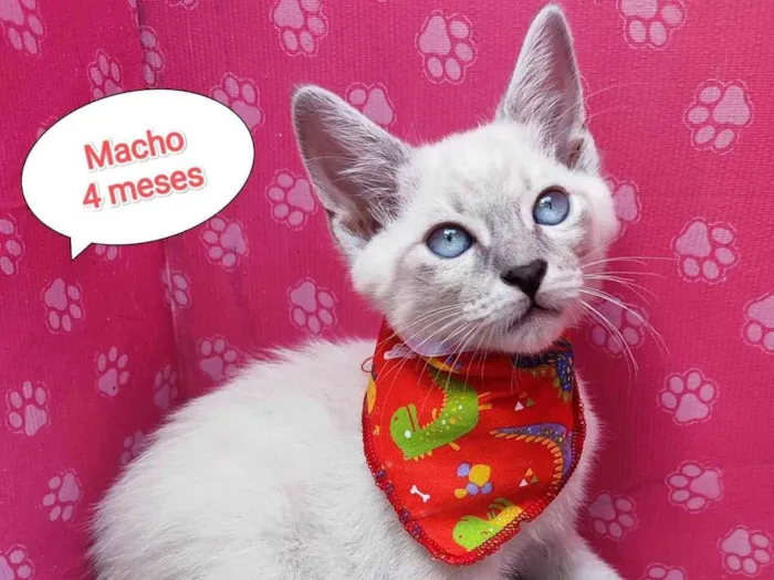 Gato ra a SRD-ViraLata idade 2 a 6 meses nome Bruno
