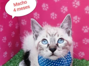 Gato raça SRD-ViraLata idade 2 a 6 meses nome Clóvis 