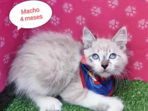 Gato raça SRD-ViraLata idade 2 a 6 meses nome Guga