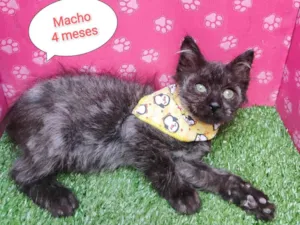Gato raça  idade 2 a 6 meses nome Tigre
