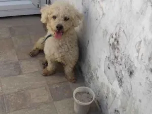 Cachorro raça Poodle idade 1 ano nome Bily