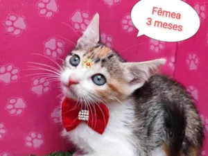 Gato raça SRD-ViraLata idade 2 a 6 meses nome Lua
