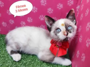 Gato raça SRD-ViraLata idade 2 a 6 meses nome Sky