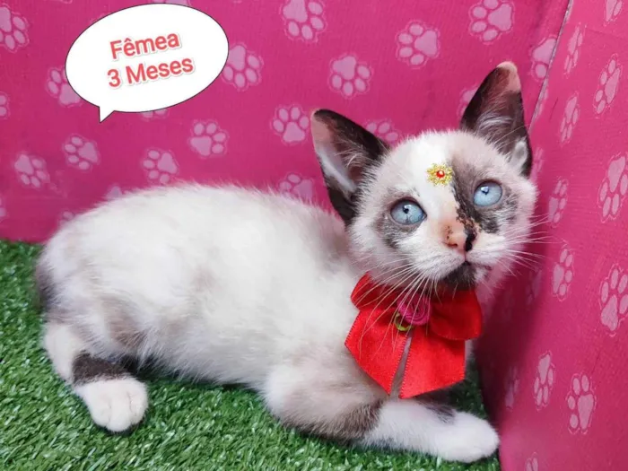 Gato ra a SRD-ViraLata idade 2 a 6 meses nome Sky