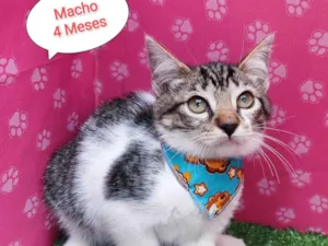 Gato raça SRD-ViraLata idade 2 a 6 meses nome Thor 