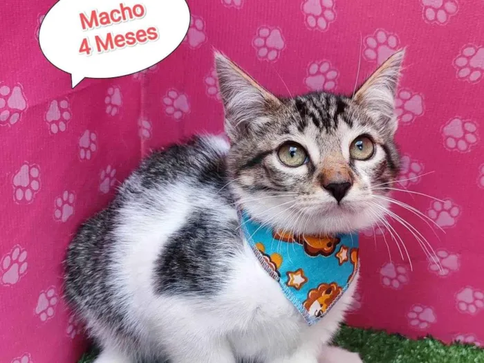 Gato ra a SRD-ViraLata idade 2 a 6 meses nome Thor 