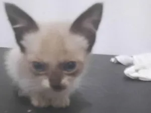 Gato raça Vira lata  idade 2 a 6 meses nome Gatos 