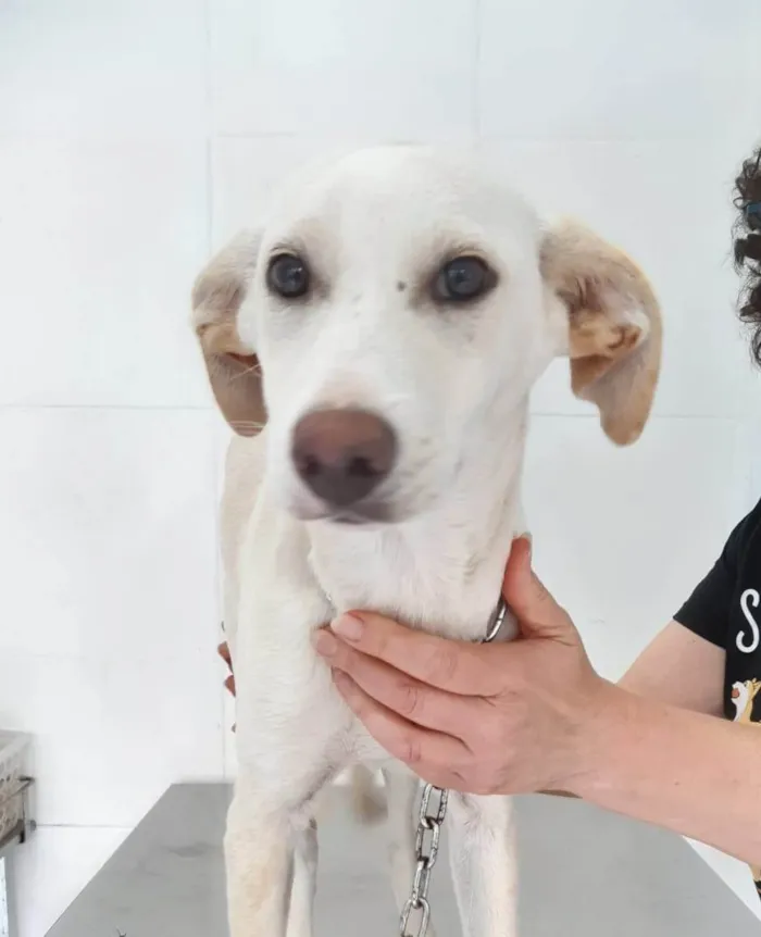 Gato ra a Gata de rua  idade 1 ano nome Vampira 