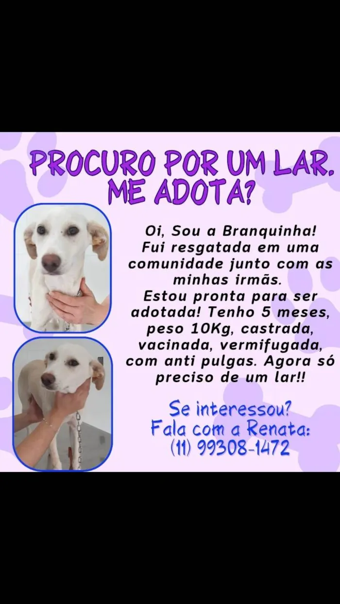 Gato ra a Gata de rua  idade 1 ano nome Vampira 