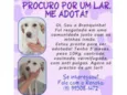 Branquinha