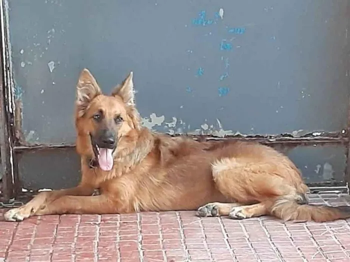 Cachorro ra a Pastor Alemão idade 2 anos nome Pastor 