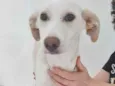 Branquinha