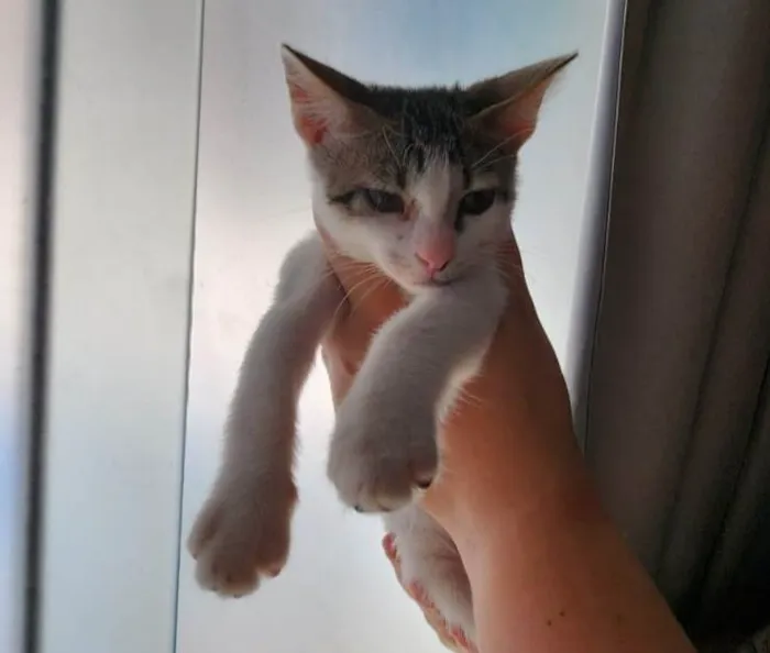 Gato ra a Srd com siamês  idade Abaixo de 2 meses nome Chicão
