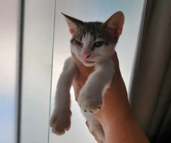 Gato ra a Srd com siamês  idade Abaixo de 2 meses nome Chicão