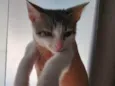Chicão