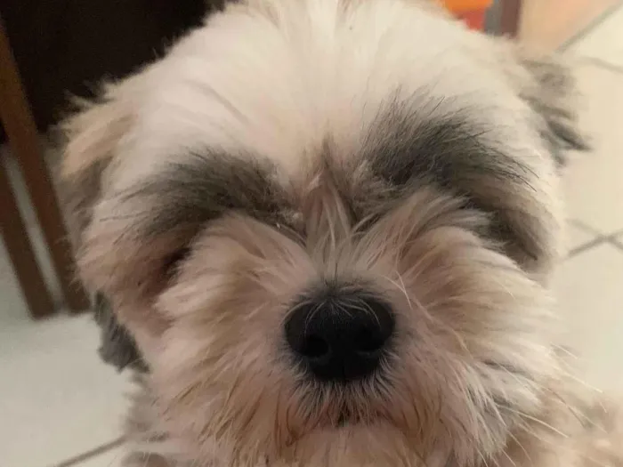 Cachorro ra a Shitzu idade 4 anos nome Lobinho