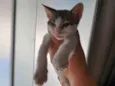 Chicão