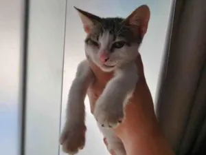 Gato raça Srd com siamês  idade Abaixo de 2 meses nome Chicão