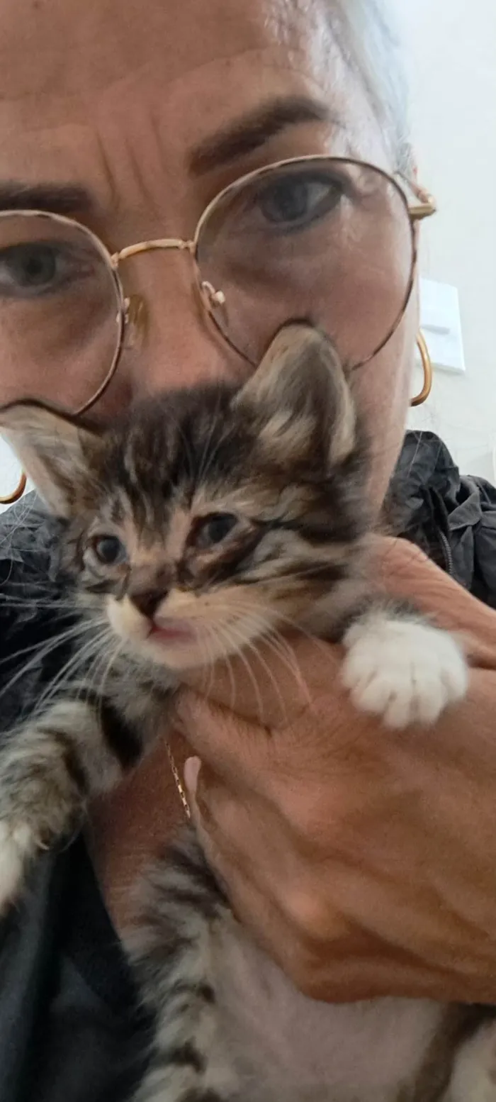 Gato ra a SRD-ViraLata idade Abaixo de 2 meses nome Zack e Zion