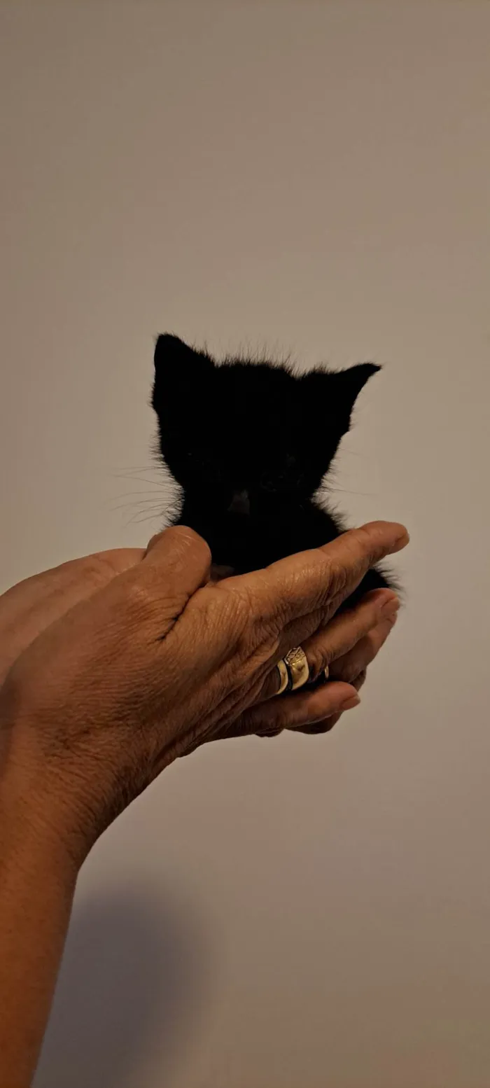 Gato ra a SRD-ViraLata idade Abaixo de 2 meses nome Zack e Zion