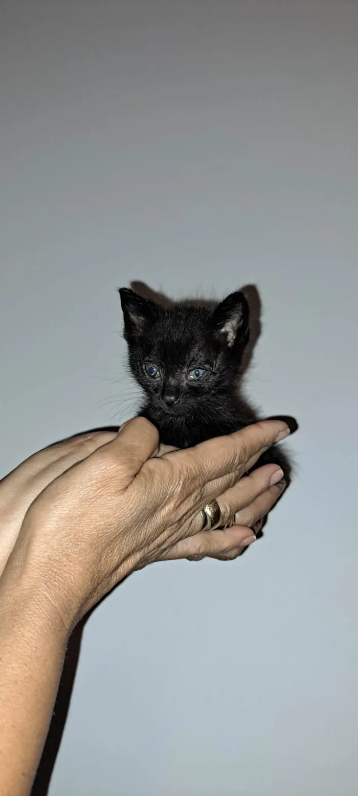 Gato ra a SRD-ViraLata idade Abaixo de 2 meses nome Zack e Zion