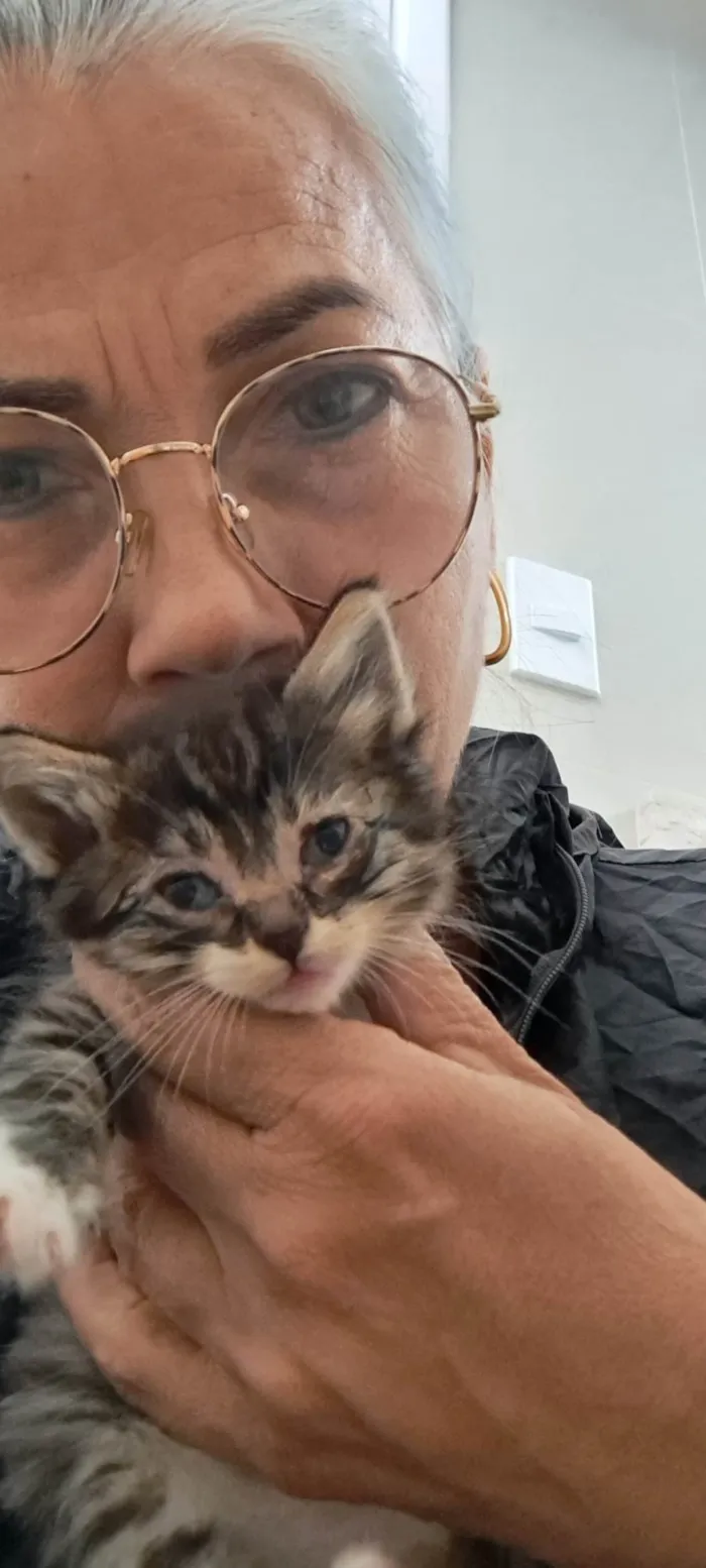 Gato ra a SRD-ViraLata idade Abaixo de 2 meses nome Zack e Zion