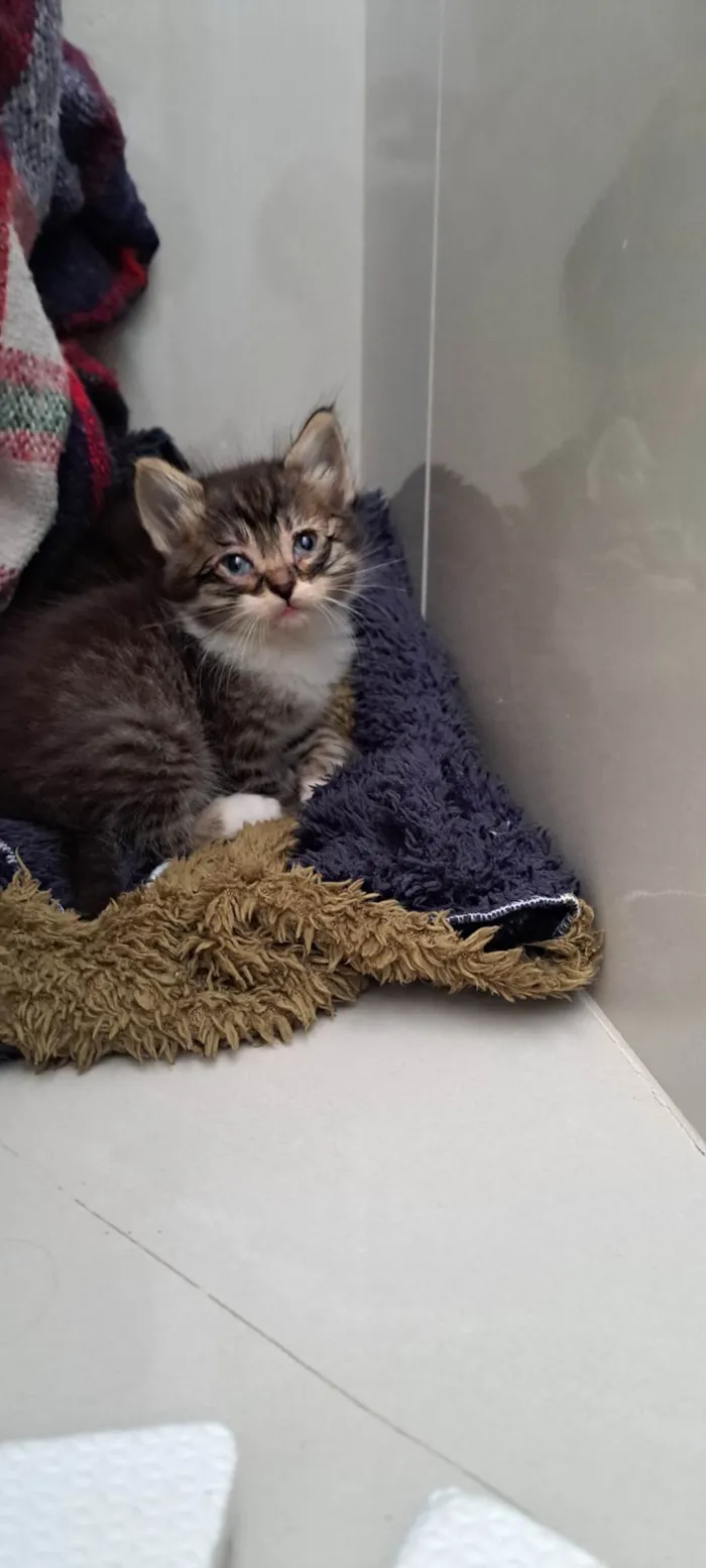 Gato ra a SRD-ViraLata idade Abaixo de 2 meses nome Zack e Zion