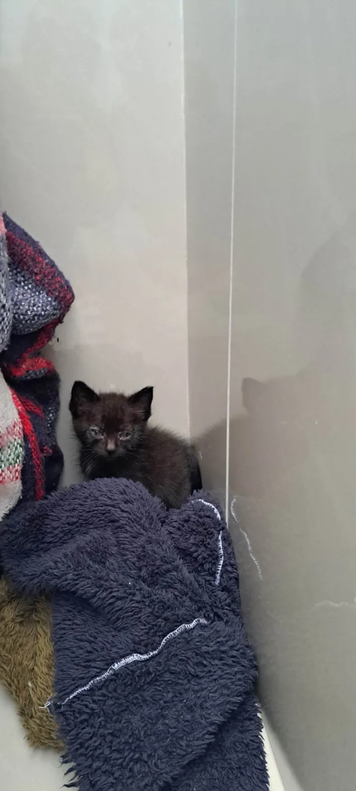 Gato ra a SRD-ViraLata idade Abaixo de 2 meses nome Zack e Zion