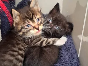Gato raça SRD-ViraLata idade Abaixo de 2 meses nome Zack e Zion