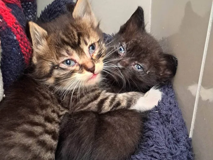 Gato ra a SRD-ViraLata idade Abaixo de 2 meses nome Zack e Zion