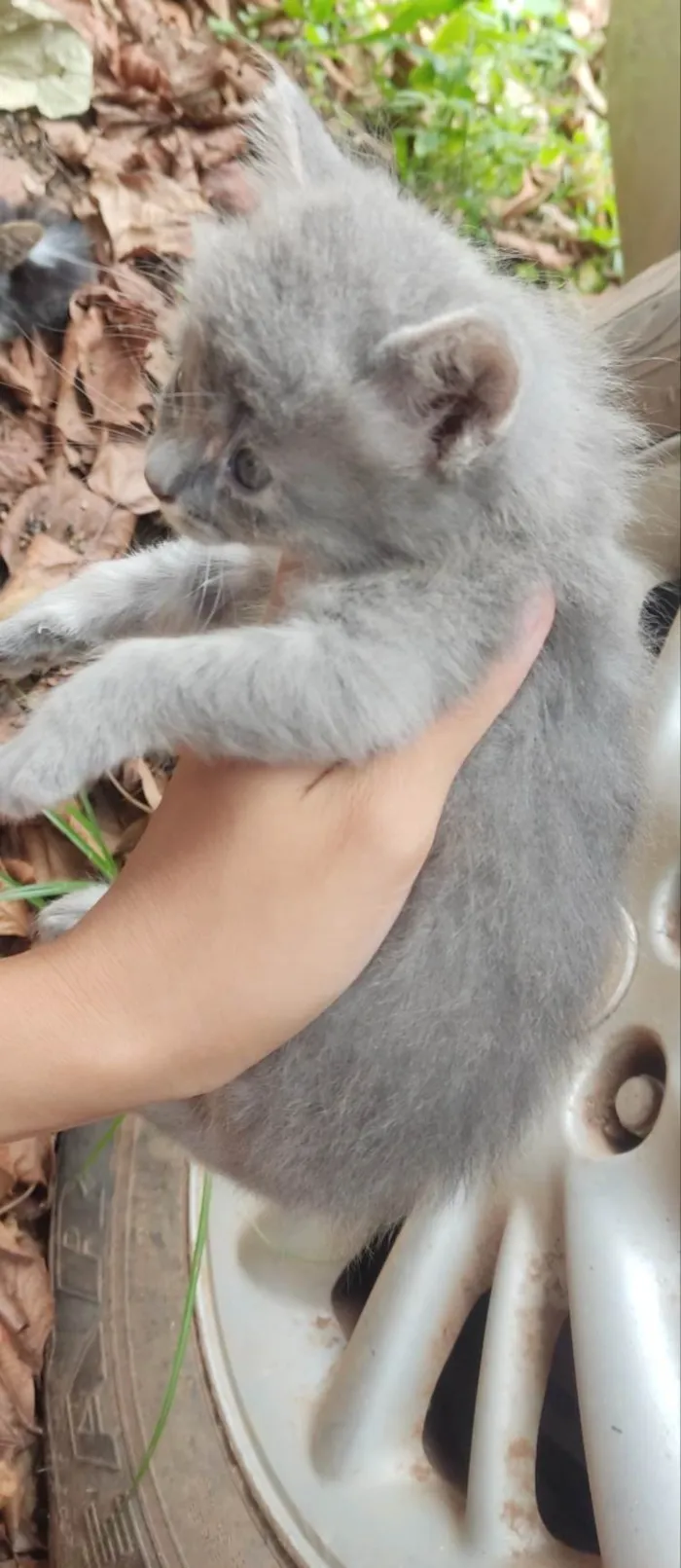 Gato ra a SRD idade 2 a 6 meses nome Não tem nomes.