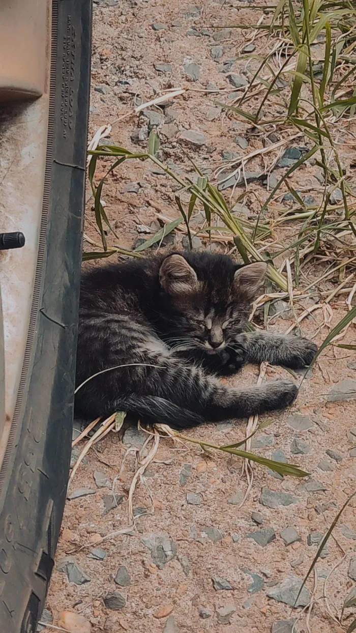 Gato ra a SRD idade 2 a 6 meses nome Não tem nomes.