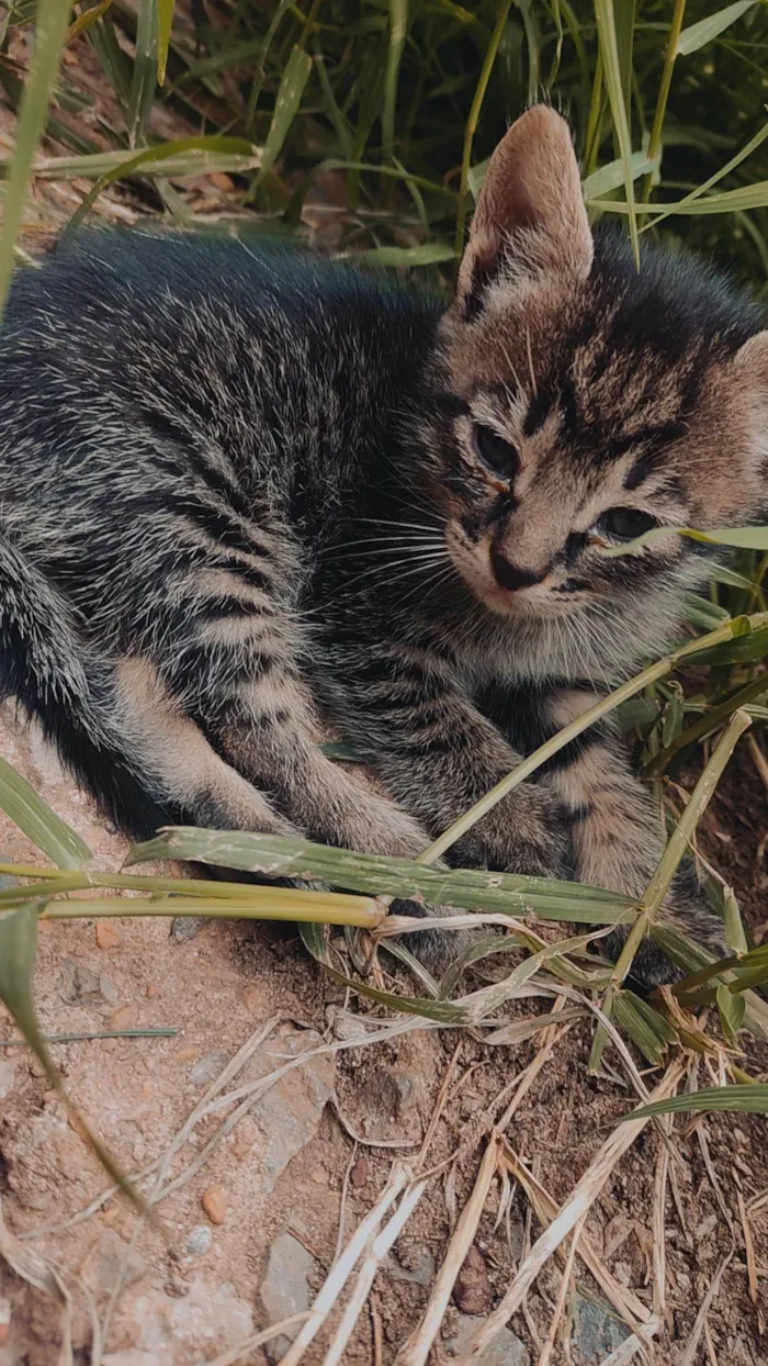 Gato ra a SRD idade 2 a 6 meses nome Não tem nomes.