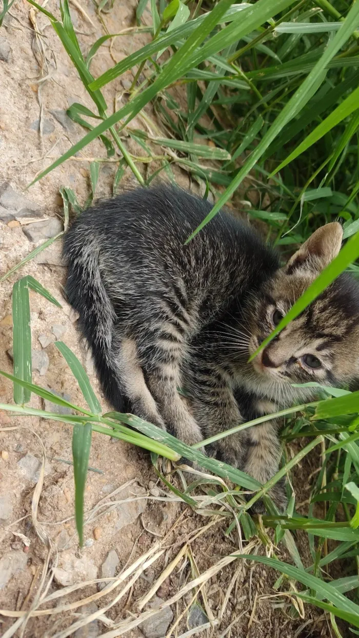 Gato ra a SRD idade 2 a 6 meses nome Não tem nomes.