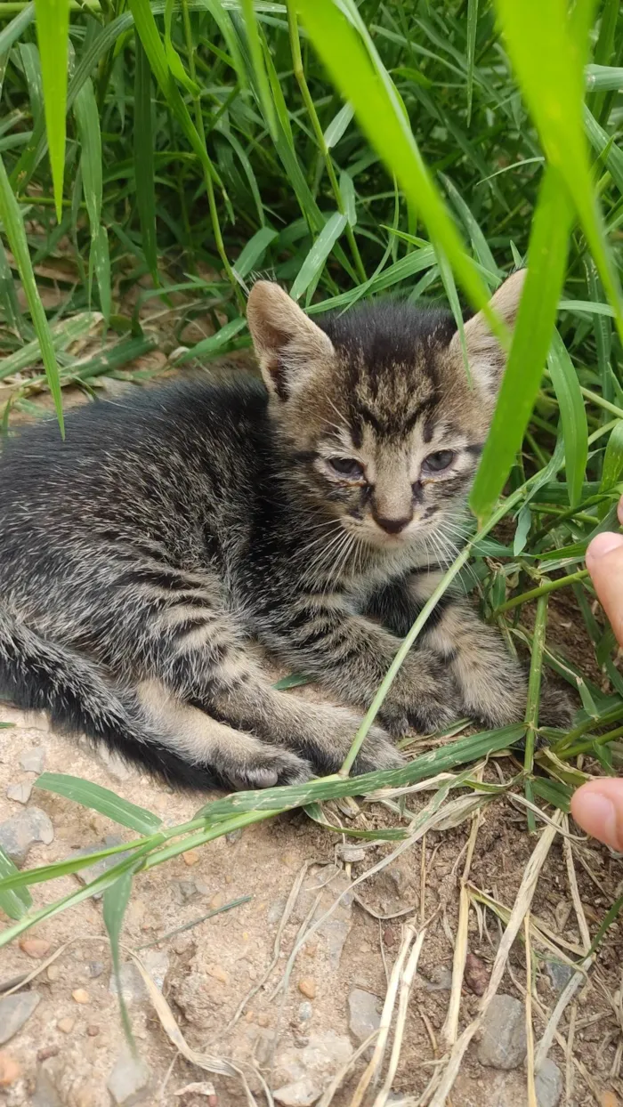 Gato ra a SRD idade 2 a 6 meses nome Não tem nomes.