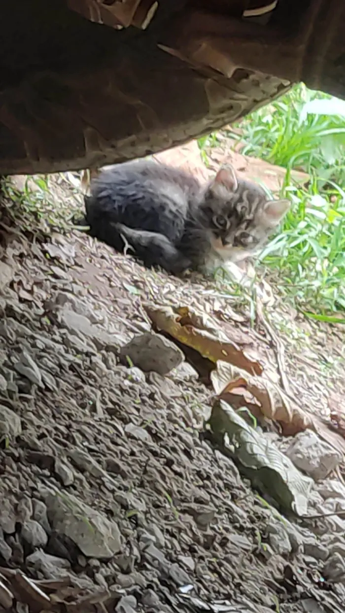 Gato ra a SRD idade 2 a 6 meses nome Não tem nomes.