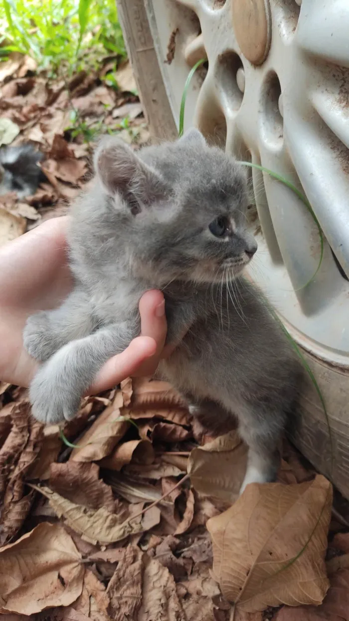 Gato ra a SRD idade 2 a 6 meses nome Não tem nomes.