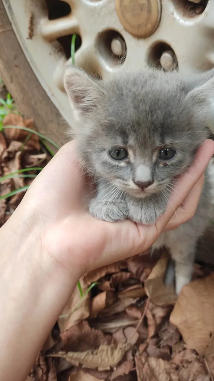 Gato ra a SRD idade 2 a 6 meses nome Não tem nomes.