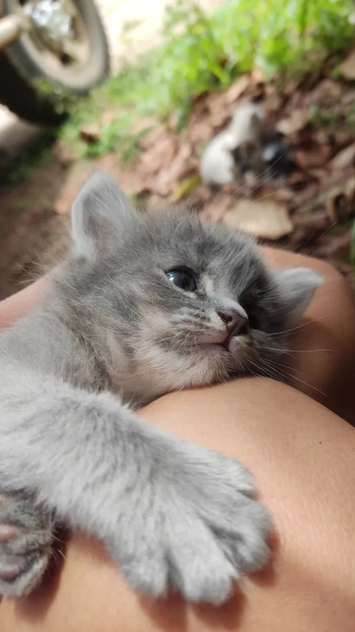 Gato ra a SRD idade 2 a 6 meses nome Não tem nomes.