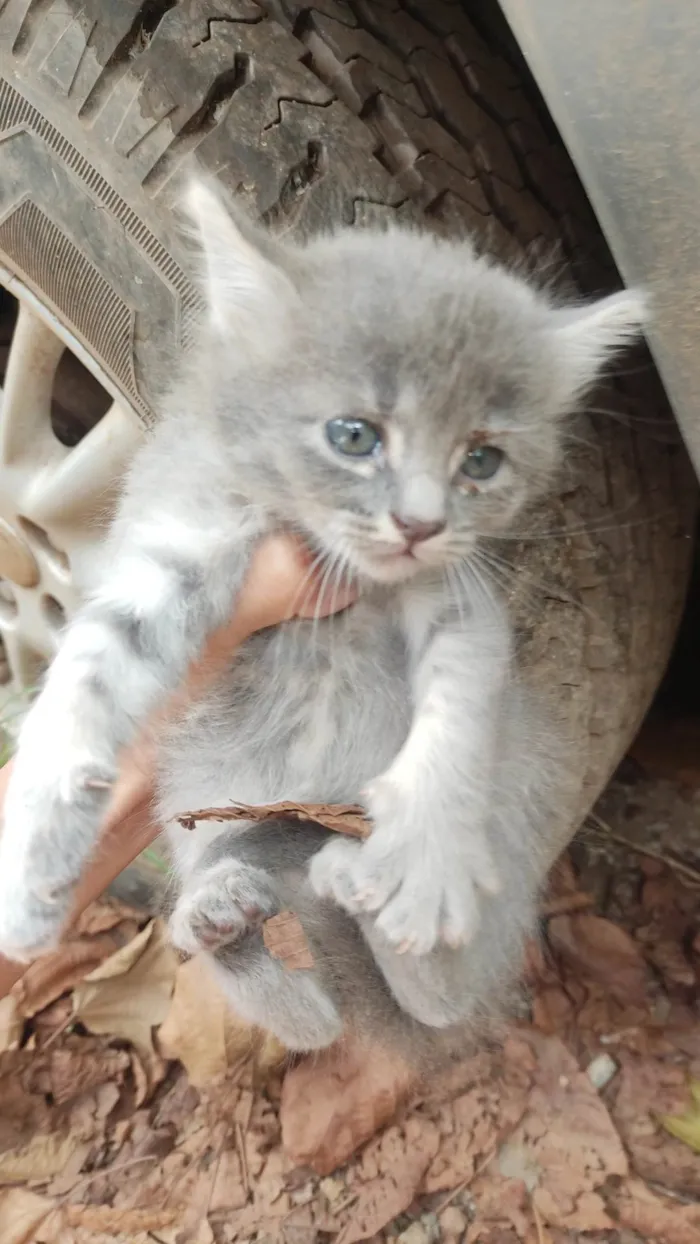 Gato ra a SRD idade 2 a 6 meses nome Não tem nomes.