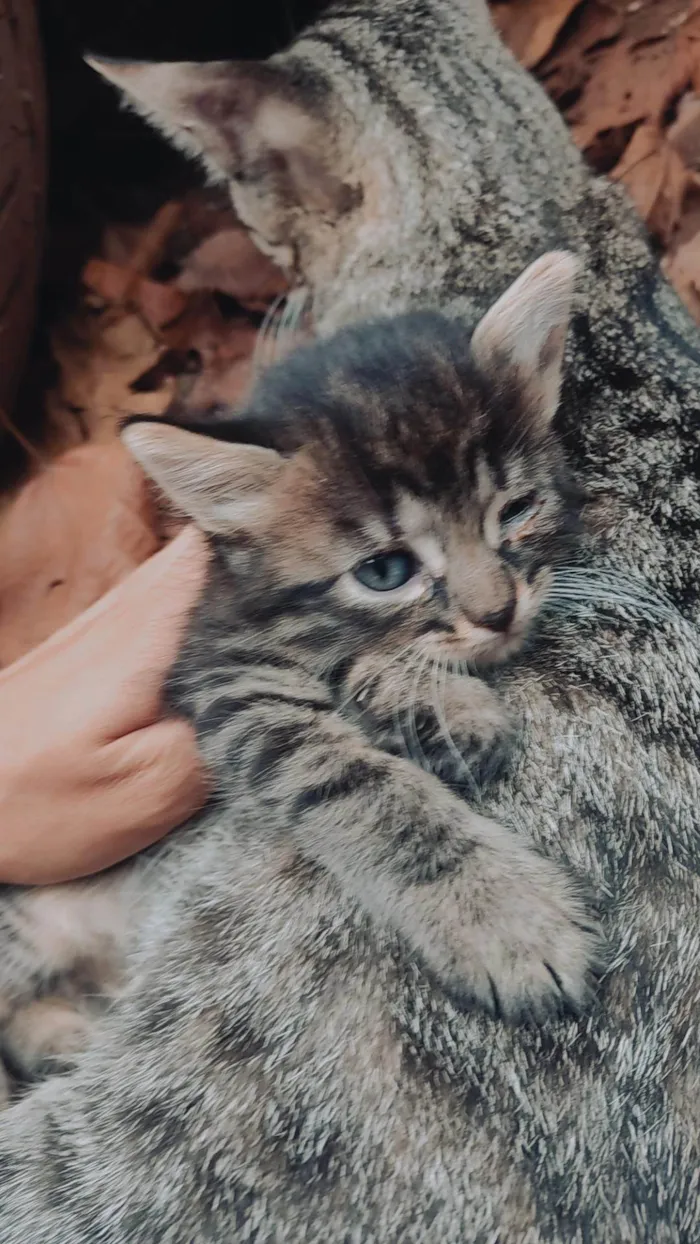 Gato ra a SRD idade 2 a 6 meses nome Não tem nomes.