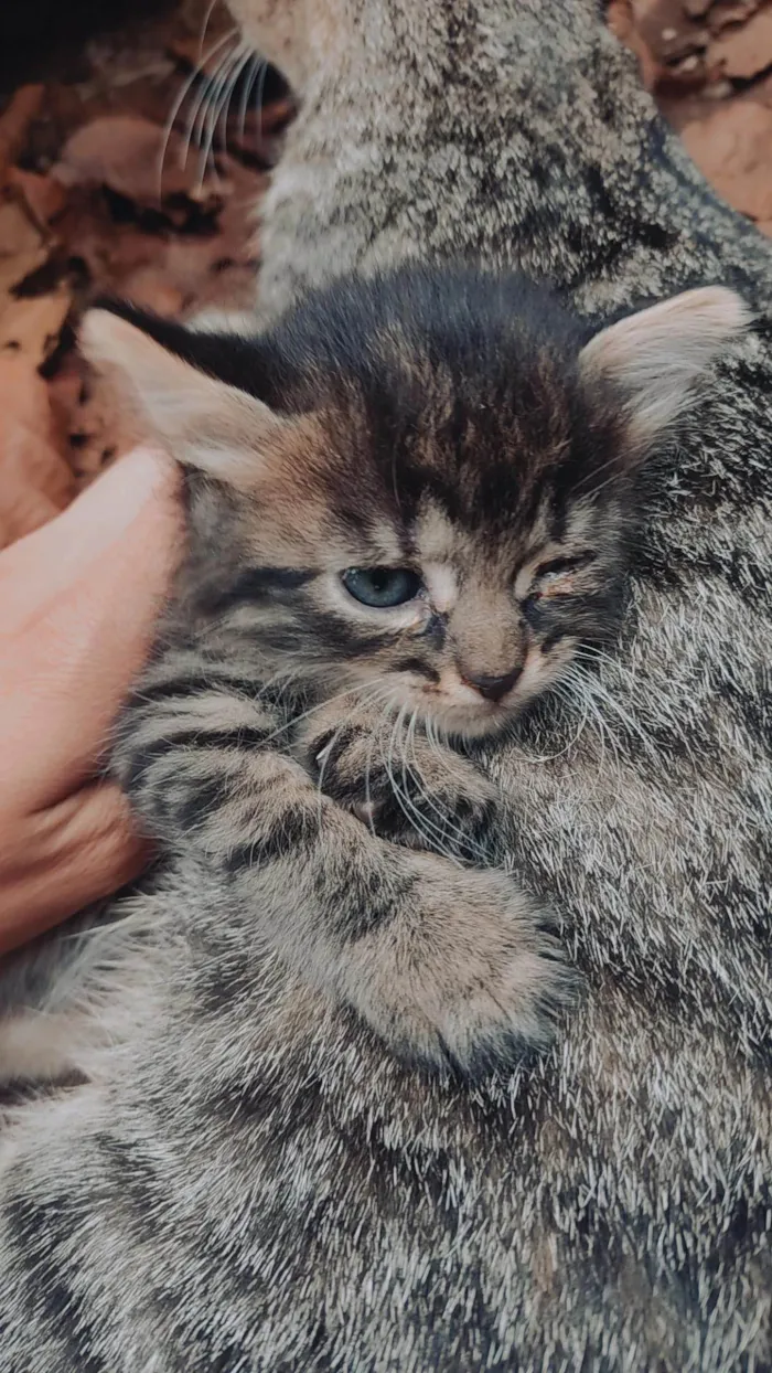 Gato ra a SRD idade 2 a 6 meses nome Não tem nomes.