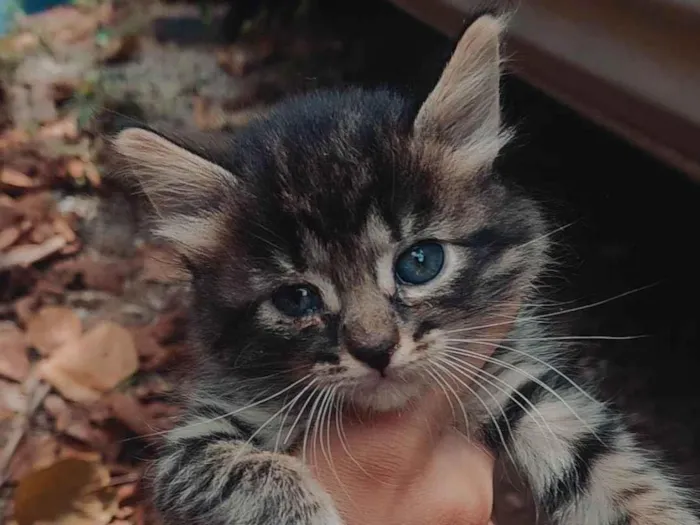 Gato ra a SRD idade 2 a 6 meses nome Não tem nomes.