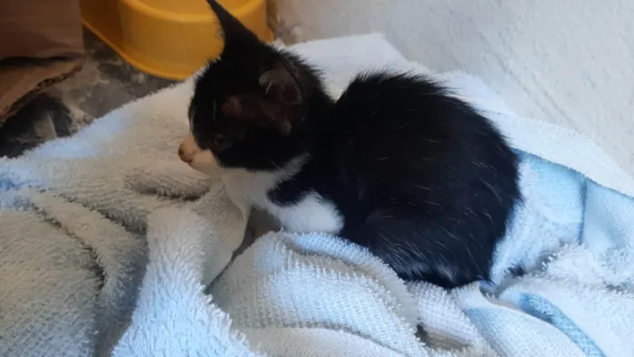 Gato ra a SRD-ViraLata idade 2 a 6 meses nome Antônio