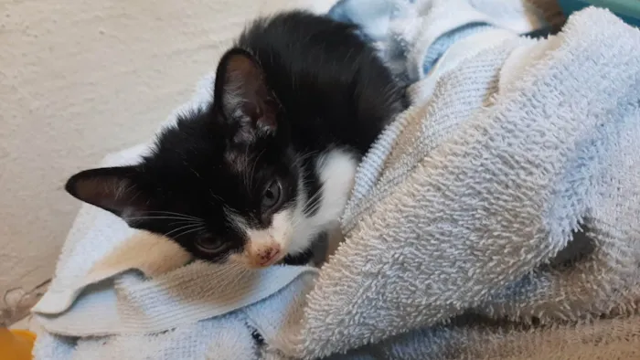 Gato ra a SRD-ViraLata idade 2 a 6 meses nome Antônio